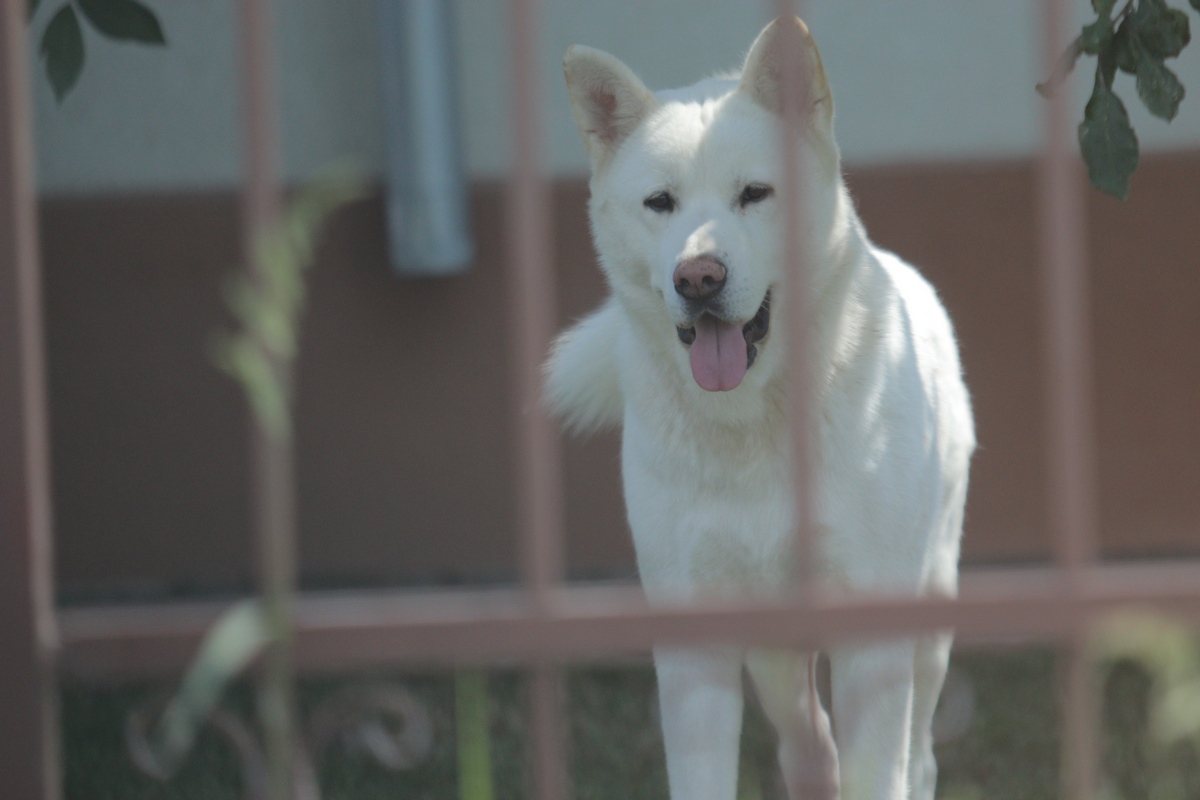 Adrian Iovan adora cei doi caini ai sai