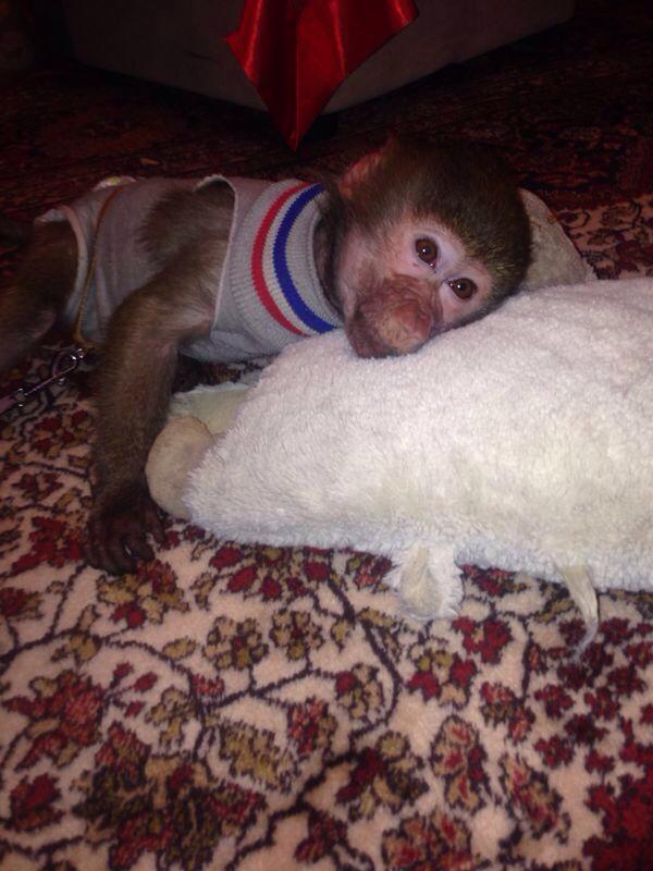 Afaceristul de origine iraniana il imbraca pe Leo dupa ultima moda