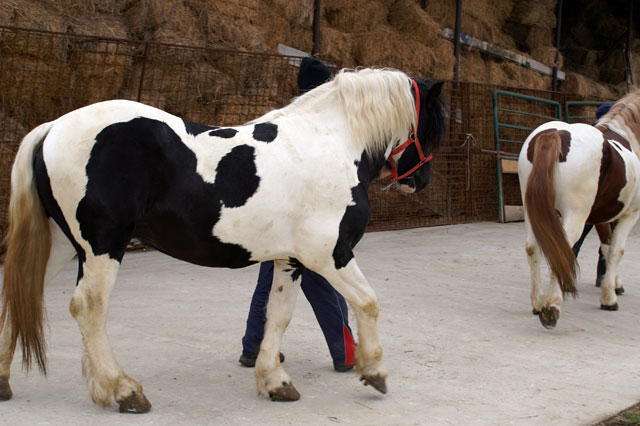 Romanul a pelcat in Germania in cautarea unui trai mai bun. El s-a angajat la o crescatorie de cai