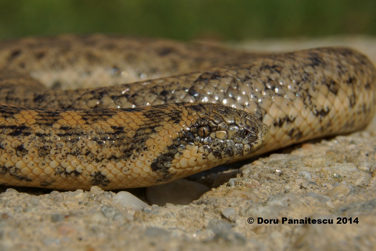 Putini stiu ca in tara noastra creste un sarpe boa