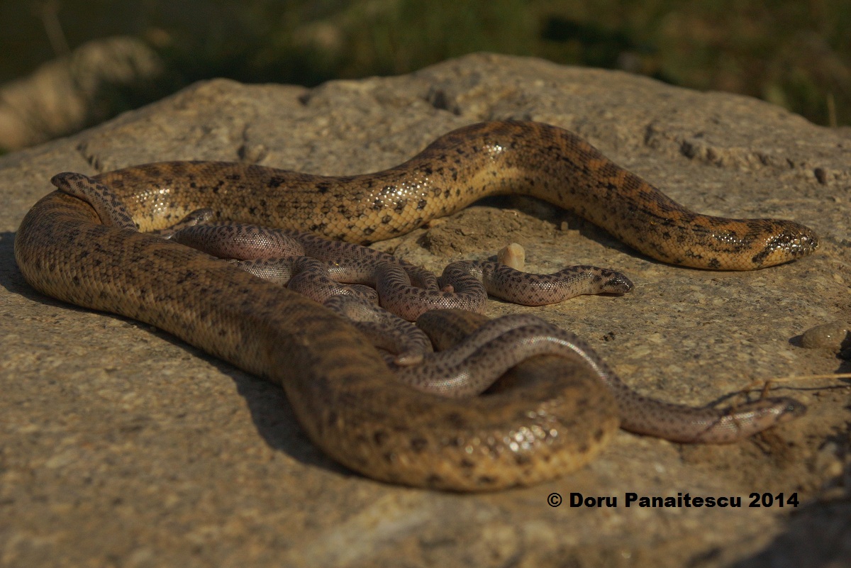 Specia boa de nisip (Eryx jaculus) nu a mai fost vazut in tara din 1937