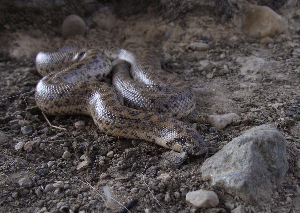 Reptila a fost gasita in Lunca Dunarii