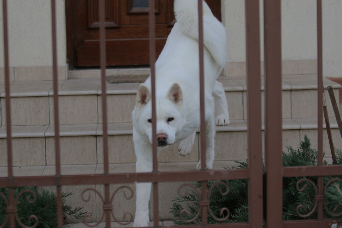 Vecinii ne-au spus ca doctorita care detine jumatate din casa vine mai rar, iar atunci aduce mancare la catei