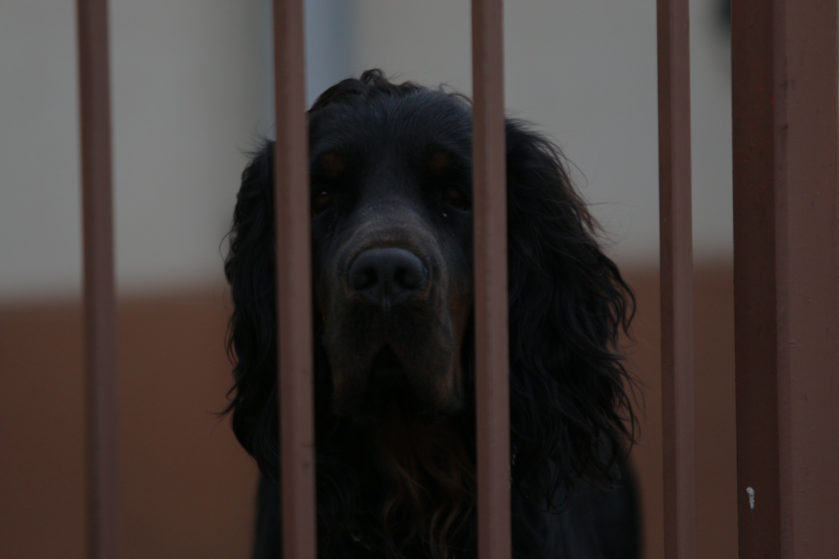 Cei doi catei stau in permanenta in Otopeni