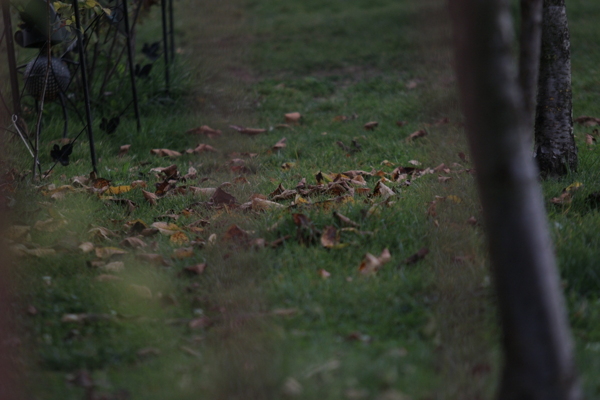 Se vede ca nimeni nu are grija de casa lui Iovan