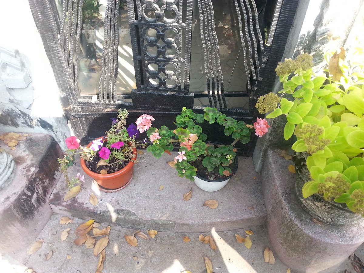 Ghivecele de flori sunt mereu udate