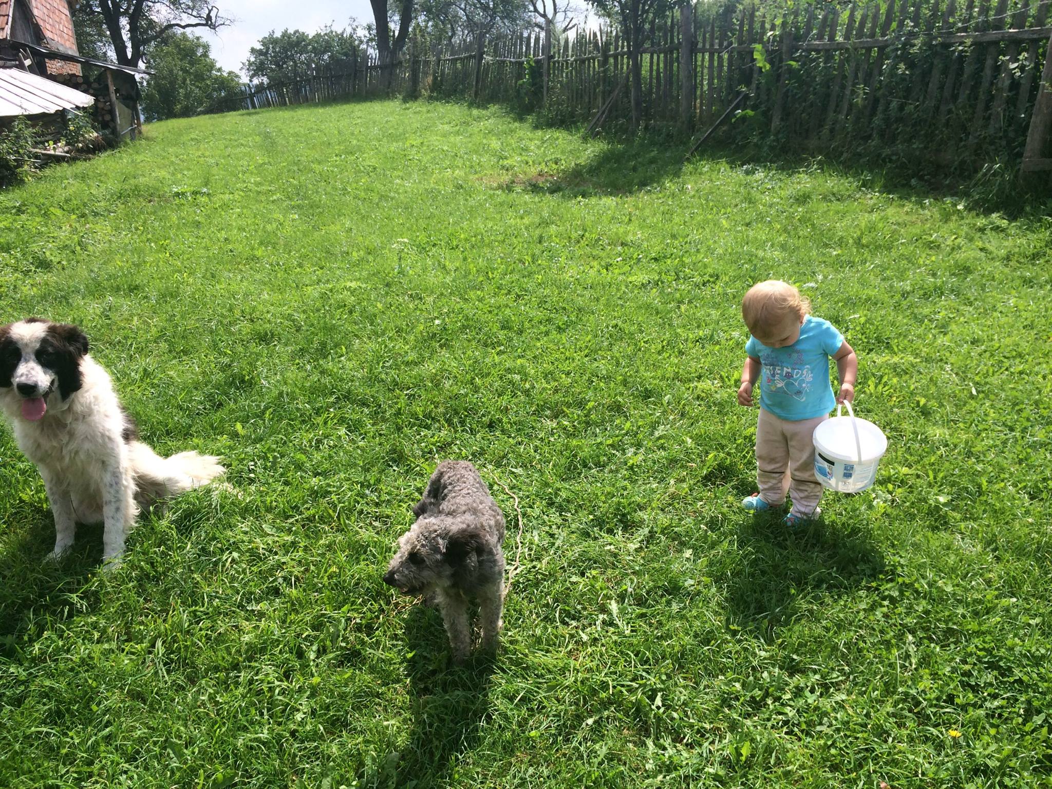 Urmatorul urmas al baciului va fi baiat