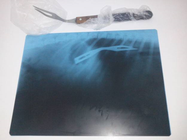 Rottweiler-ul a inghitat o furculita de gratar in urma cu doua, trei luni