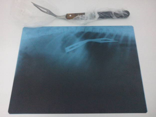 Patrupedul a fost operat de urgenta de un medic veterinar in Galati