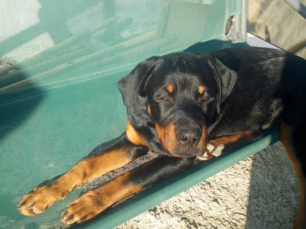 Patrupedul se simte bine acum si a ajuns in sanul familiei