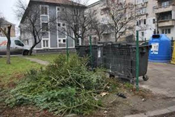 Dupa fiecare Craciun mii de brazi sunt stransi din toata tara