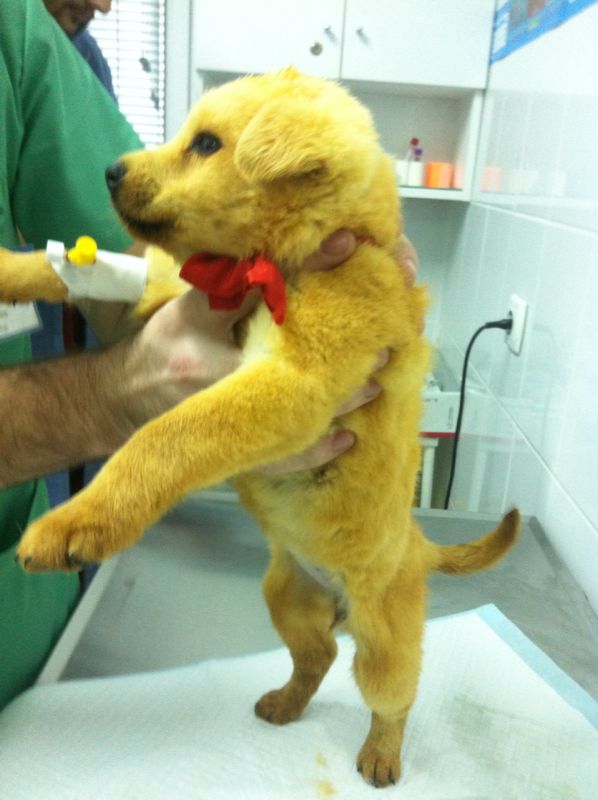 Bietul patruped a trecut prin chinuri groaznice pana ce a ajuns la aceasta culoare