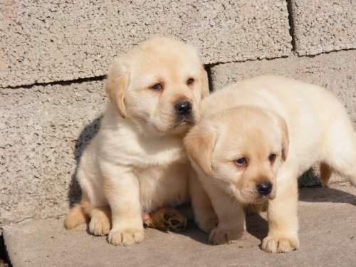 Asa arata un pui de labrador