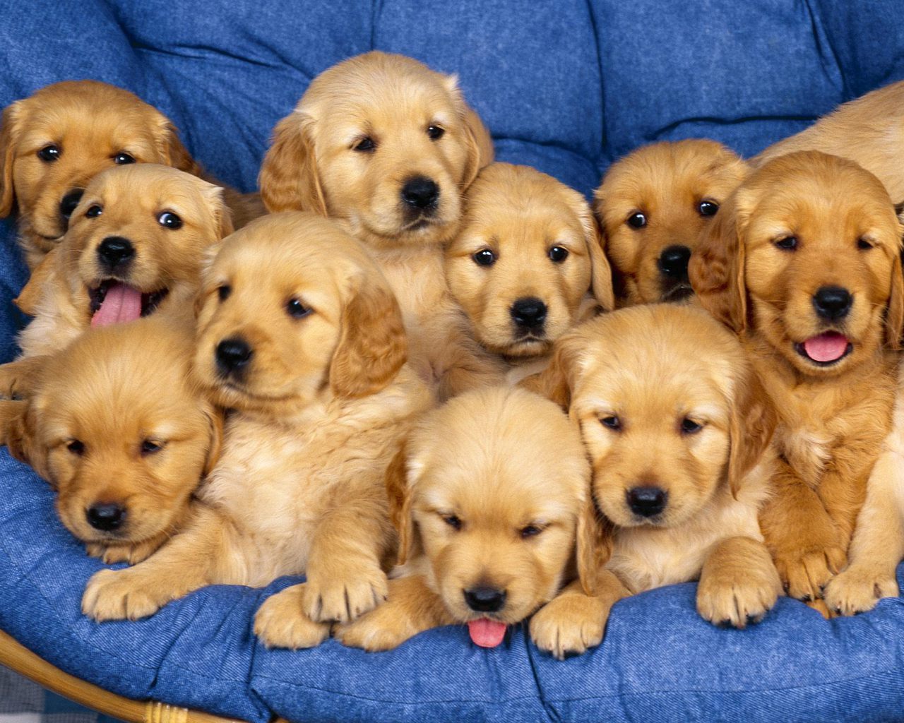 Puii cumparati din tara prezinta mai multe riscuri