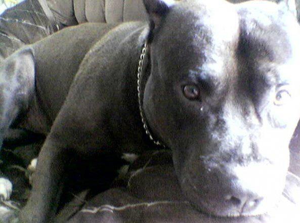 Arpad, fiul marelui cascador Szoby Cseh, si-a iubit mult pitbull-ul