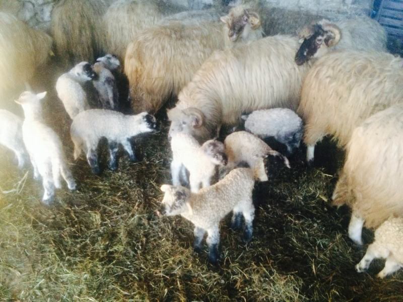 In acest an de Paste Ghita nu va duce lipsa de miei