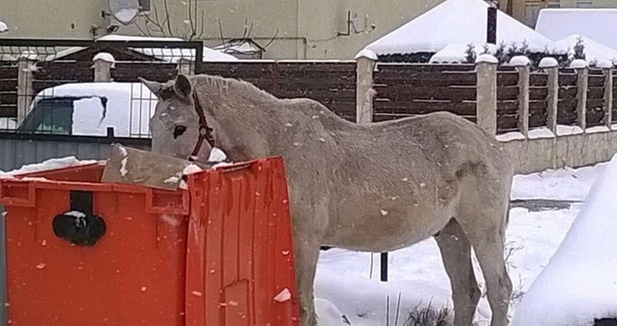 Pompierii de la ISU au fost chemati de mai multe ori sa salveze cai cazuti in canal