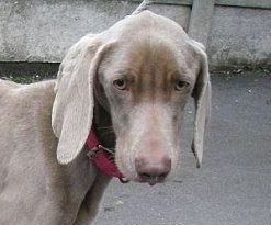 Cazurile cu caini sunt la ordinea zilei