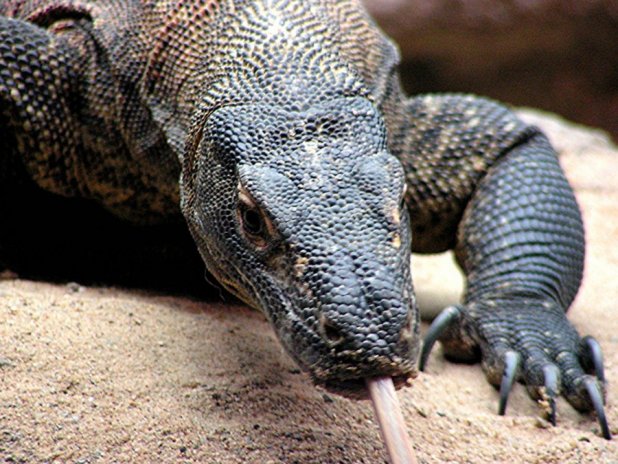 In urma cu ceva timp un varan a fost scapat de stapan in Parcul National