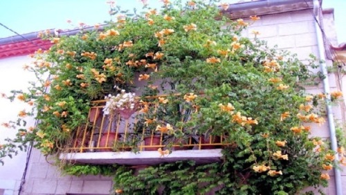 Florile trebuiesc udate cu solutii nutritive, pentru a-si reveni dupa sezonul rece