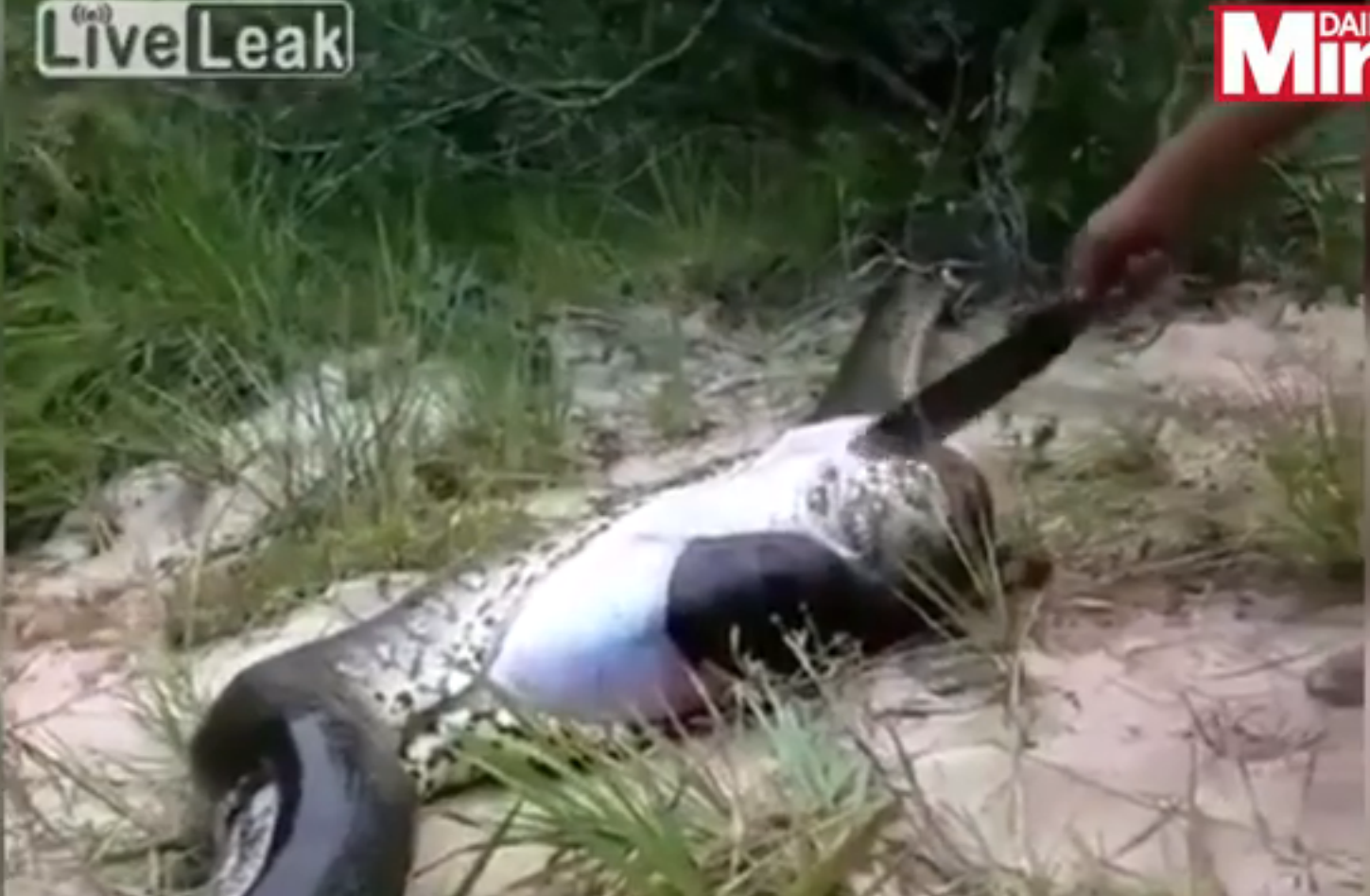 Sarpele gigantic inghitise o alta reptila, la fel de mare