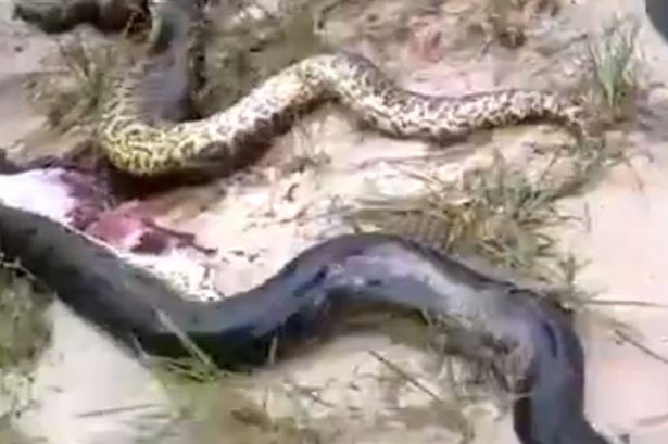 Cei doi serpi sunt aproape identici ca marime