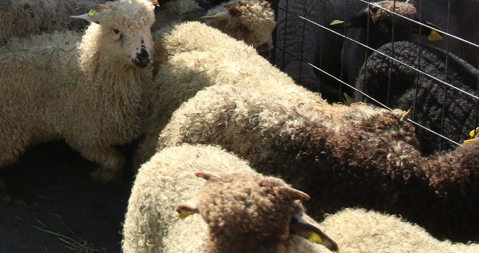 Stii cum sa alegi mielul perfect?