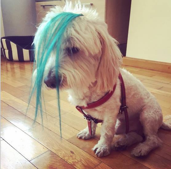 Delia si-a vopsit si patrupedul din dotare