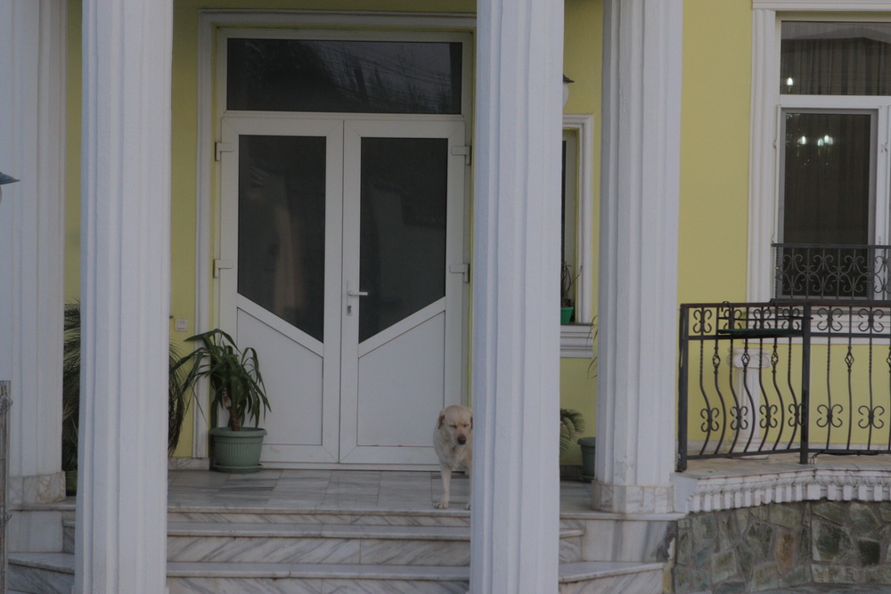 Cainele Marioarei Zavoranu sufera cel mai mult dupa disparitia tragica a stapanei sale