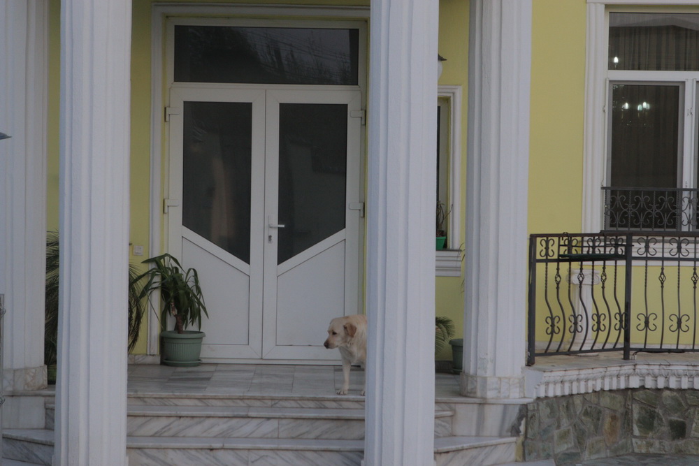 Patrupedul parca plange in usa vilei