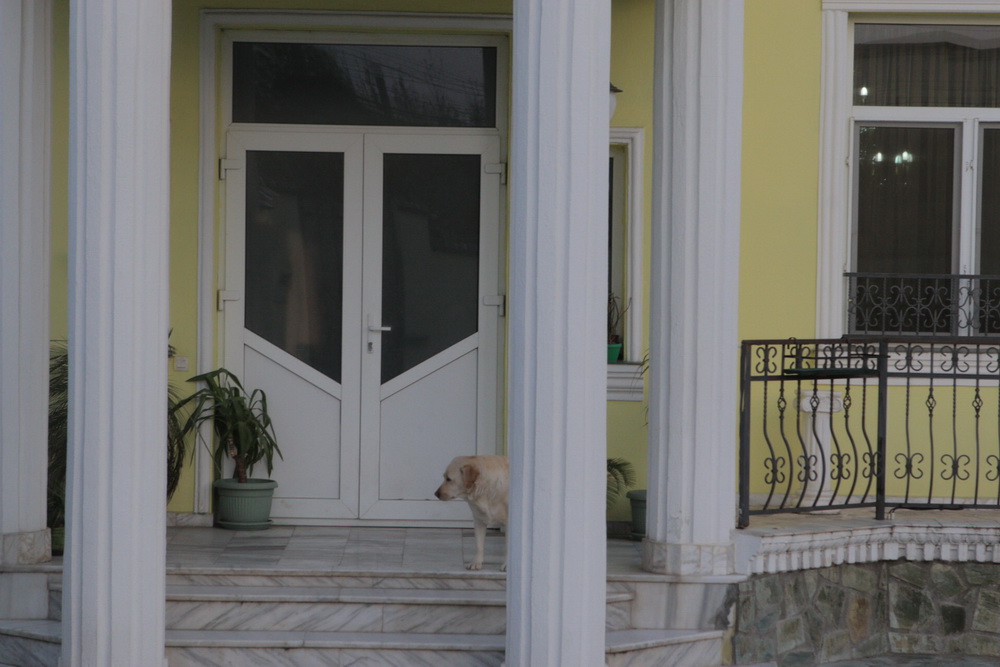 Cainele a simtit ca Marioara a murit