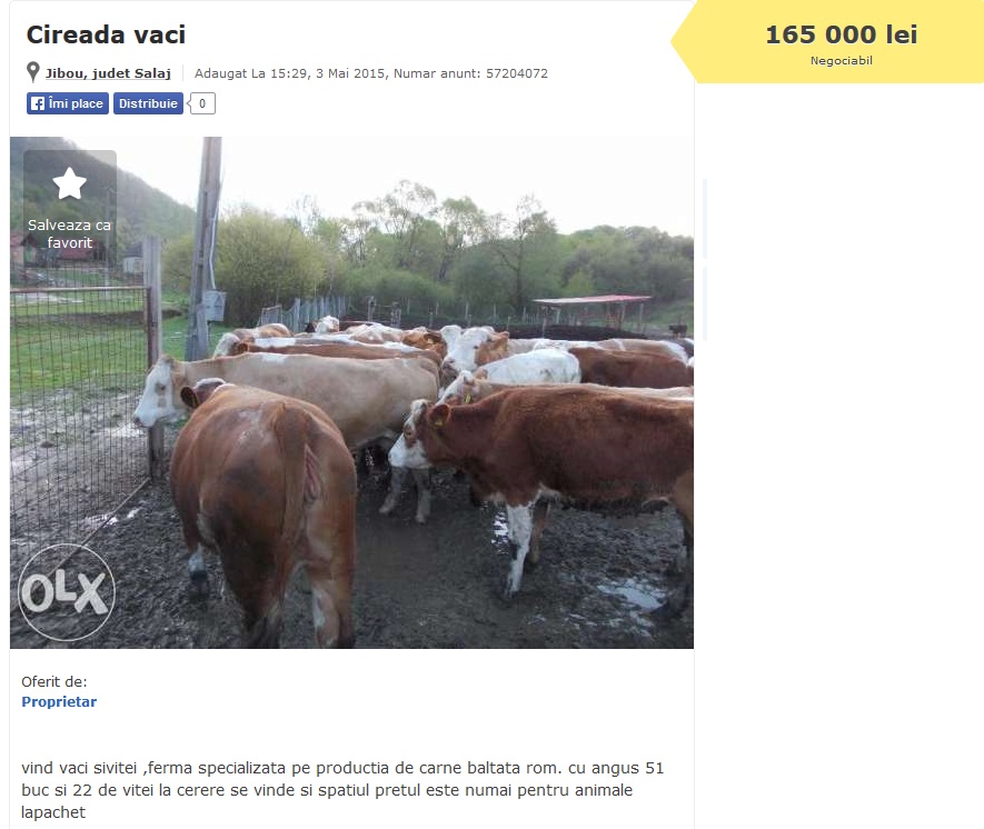 Un barbat isi vinde intreaga cireada de vaci