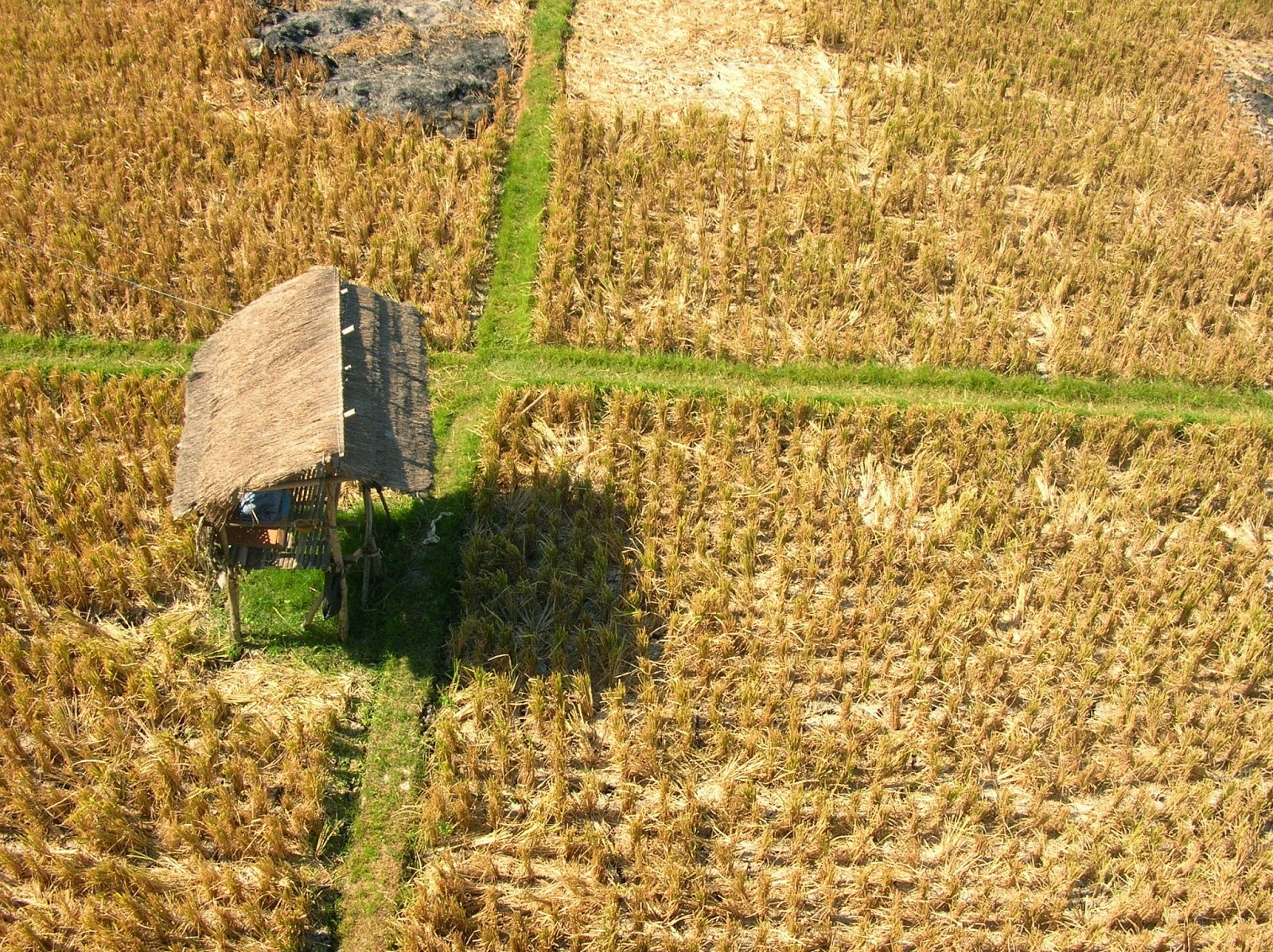 Orezul este baza dietei japoneze