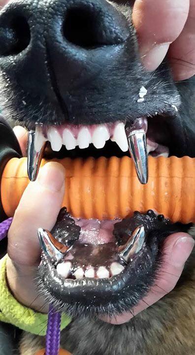 Patrupedul are acum colti de fier