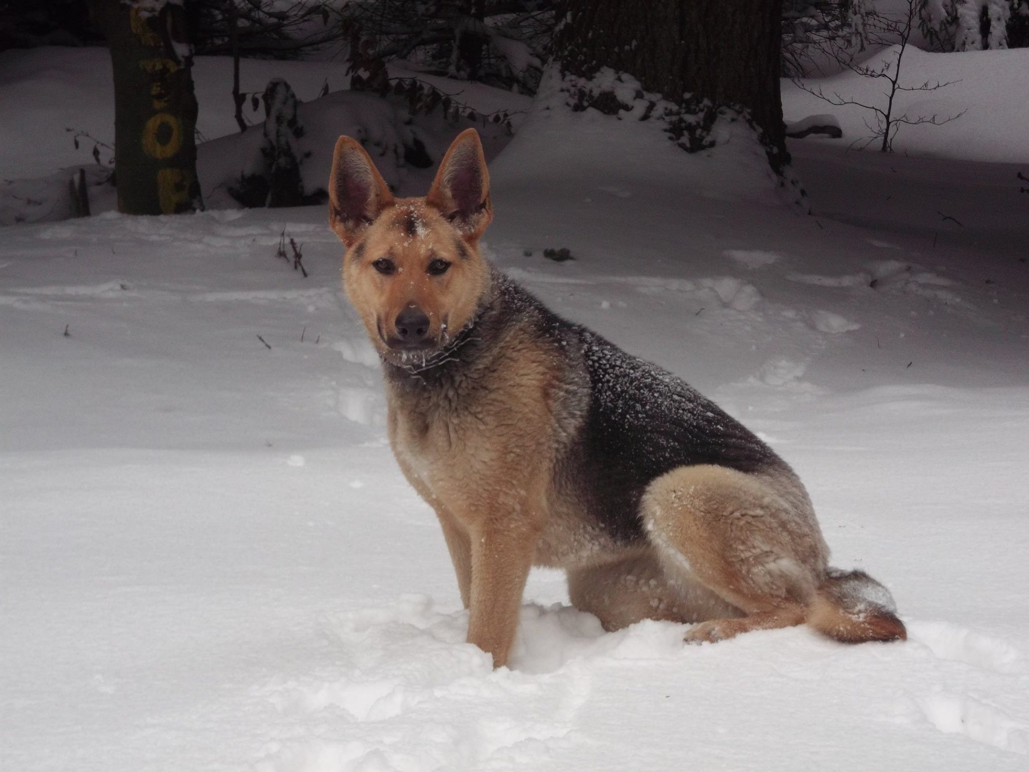 Alma, frumoasa, demna si devotata - prietenul de nadejde al colegului nostru Florin Jitaru
