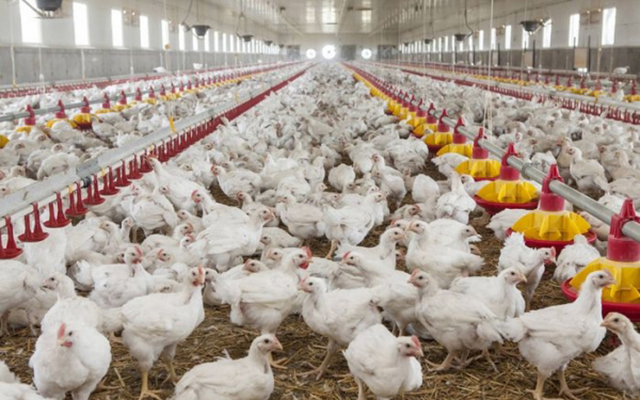 In fermele de pui se folosesc chimicale pentru creştere accelerată