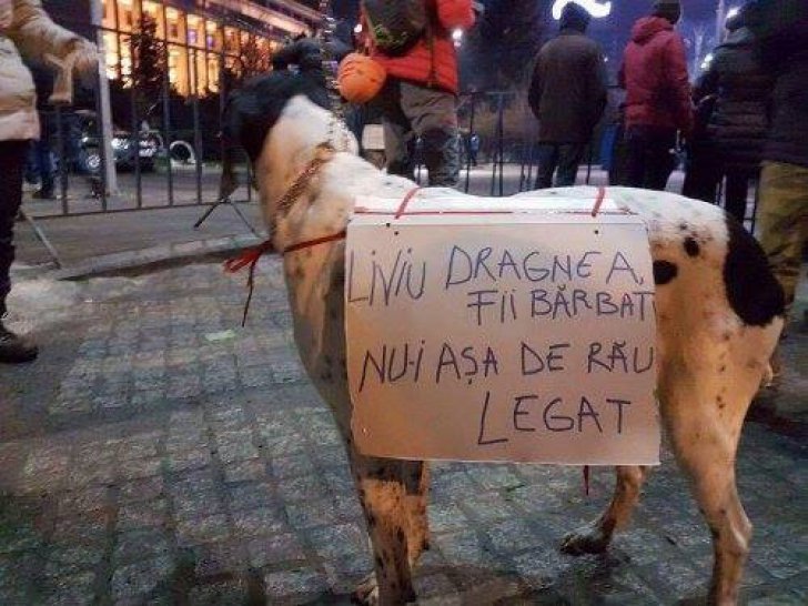 Când oamenii te înjură, dar câinii te încurajează şi îţi înţeleg durerea