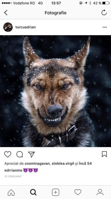 Adrian Turcu a postat pe Instagram un câine furios