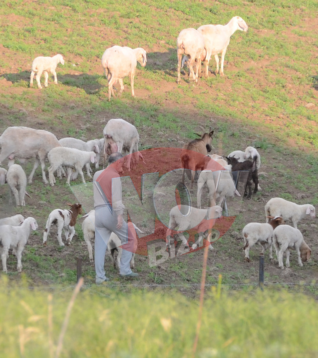 Gigi Becali şi-a făcut stână în Pipera.

sursă foto: wowbiz.ro