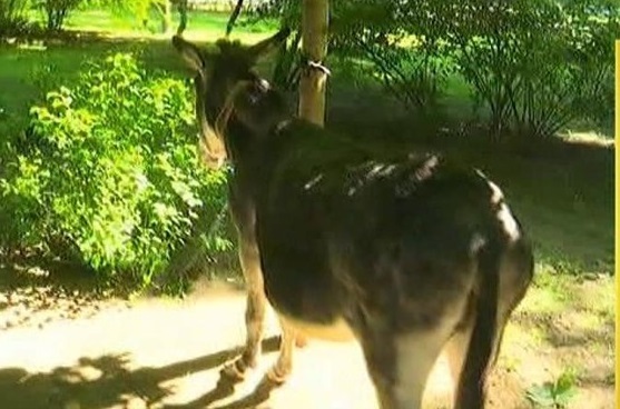 Măgar, găsit la plimbare pe blv. Kiseleff, din Bucureşti