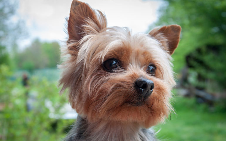 Yorkshire Terrier