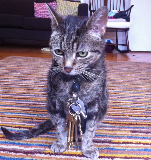 Faceţi cunoştinţă cu Milo, pisica ce nu se poate opri din furat chei! Aţi putea fi supăraţi pe ea?
