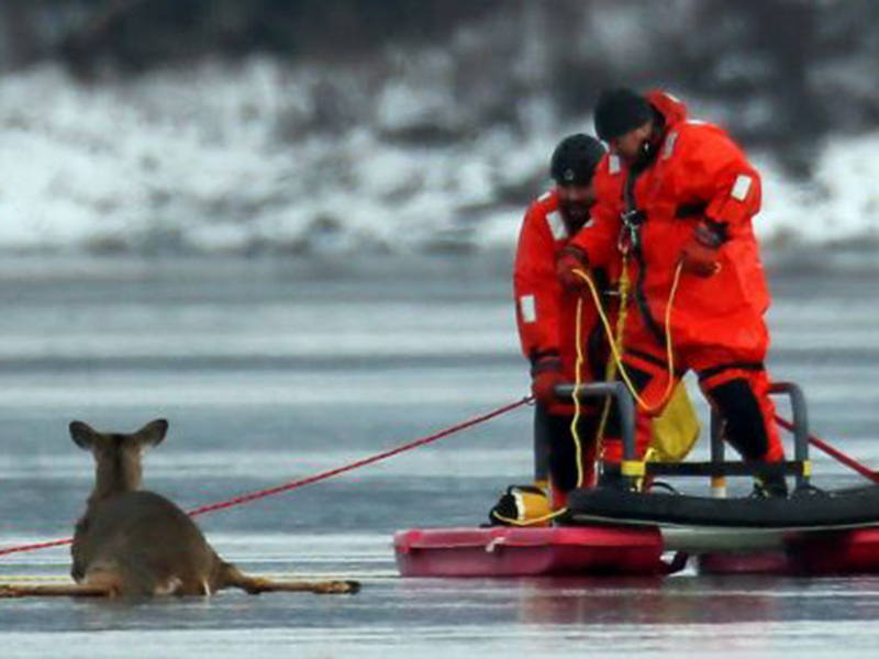 Încercarea dramatică de a salva o caprioară de pe un lac îngheţat s-a terminat într-un tragic! Află ce a păţit animalul!