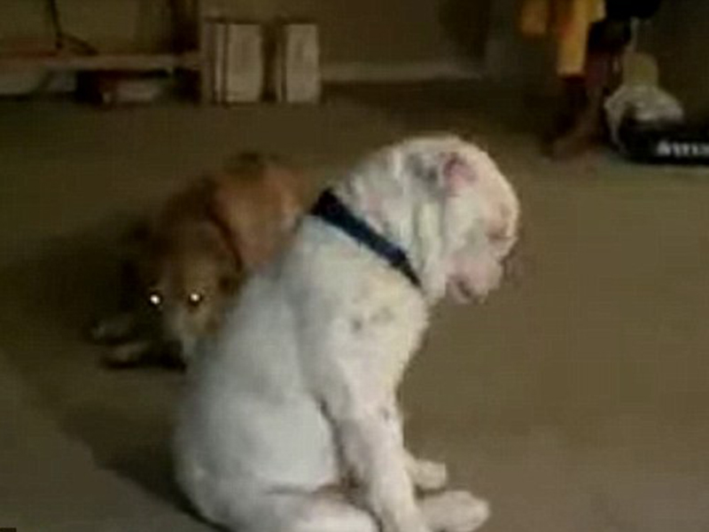 Atenţie, extrem de adorabil! Nu ai sa crezi aşa ceva! Un bulldog surd dansează pe vibraţiile de la chitara stăpânului său!