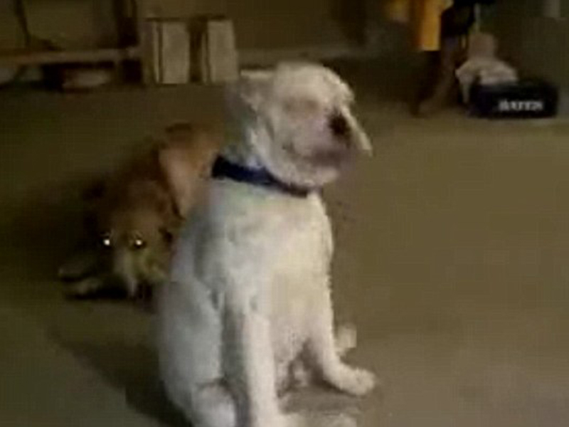 Atenţie, extrem de adorabil! Nu ai sa crezi aşa ceva! Un bulldog surd dansează pe vibraţiile de la chitara stăpânului său!