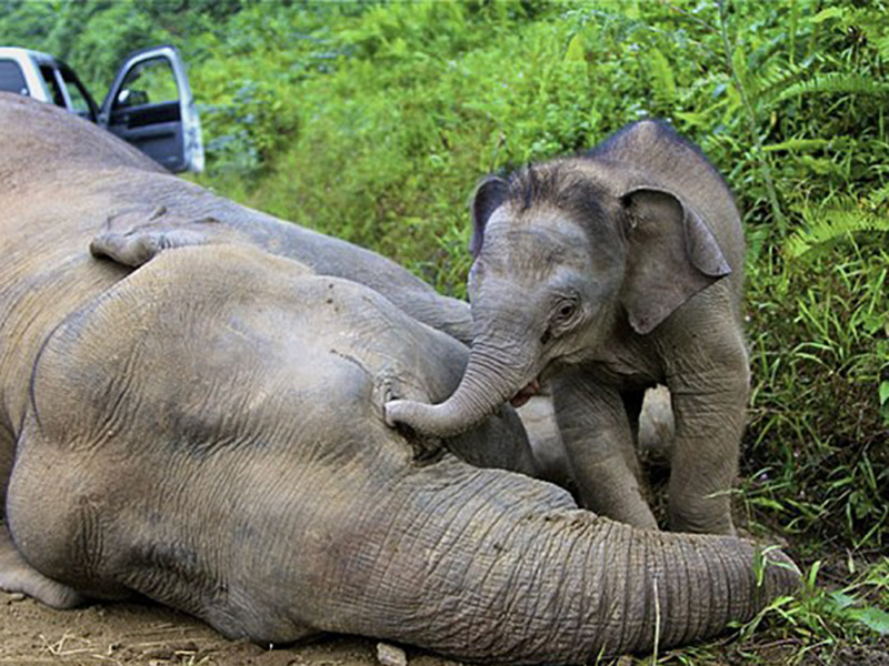 Imaginea care-ţi va frânge inima! Un pui de elefant încearcă disperat să-şi treazească mama ce a fost otrăvită!
