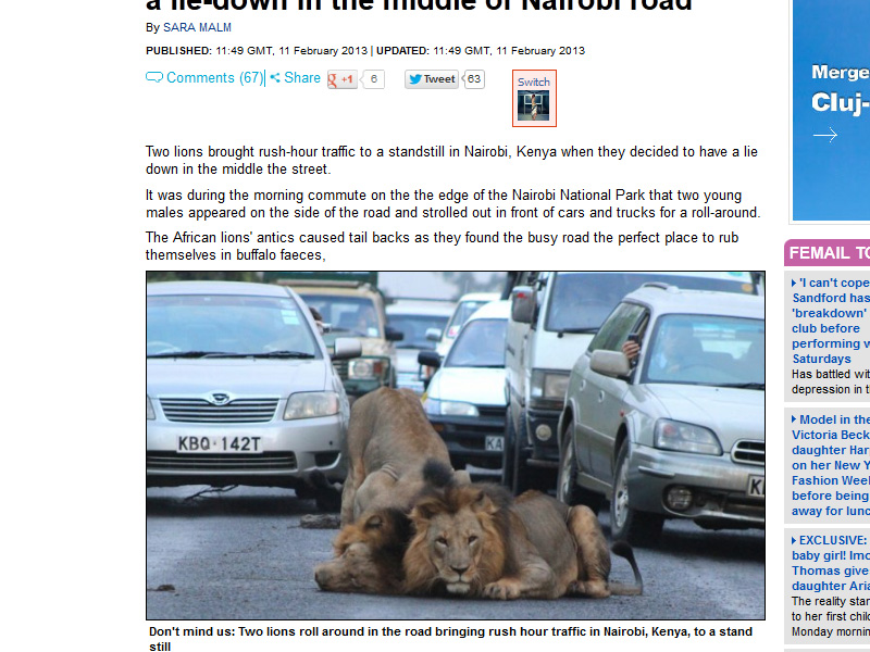Nebunie în Kenya! Şoferii din trafic au fost şocaţi! Doi lei au creat un adevărat ambuteiaj, jucându-se în plină stradă!