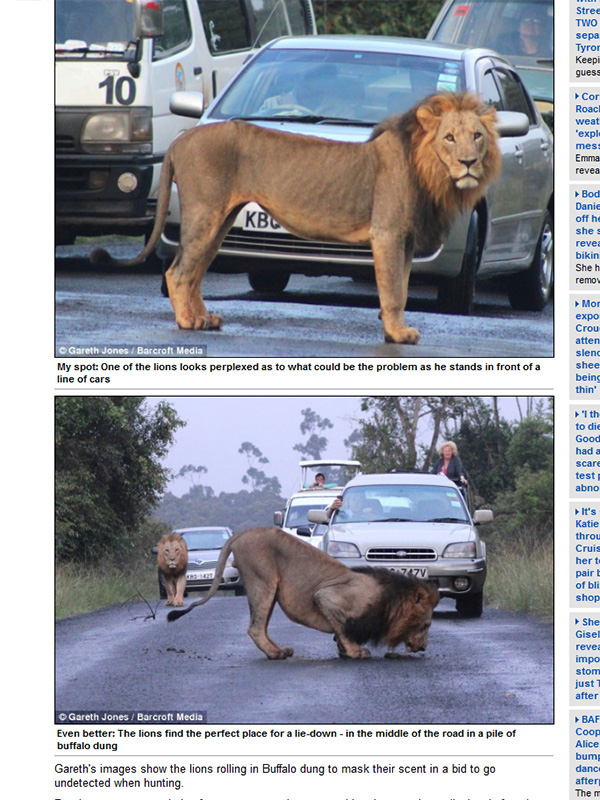 Nebunie în Kenya! Şoferii din trafic au fost şocaţi! Doi lei au creat un adevărat ambuteiaj, jucându-se în plină stradă!