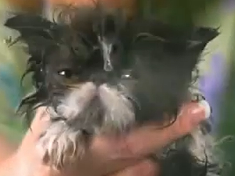 Oricât ai căuta nu o să găseşti imagini mai drăguţe ca astea! Puiuţul ăsta de pisică o să îţi topească inima! Uite-l la băiţă!