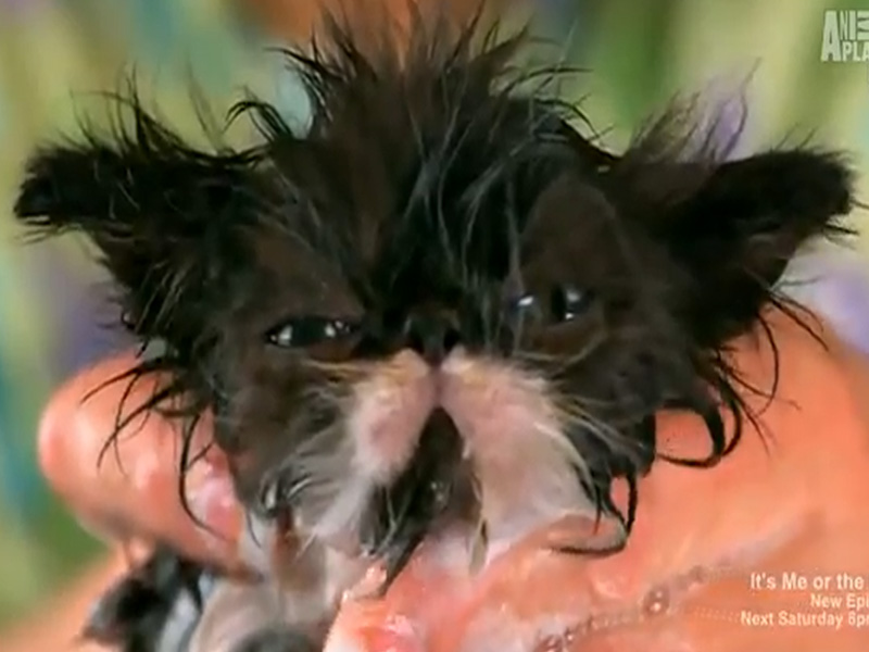 Oricât ai căuta nu o să găseşti imagini mai drăguţe ca astea! Puiuţul ăsta de pisică o să îţi topească inima! Uite-l la băiţă!